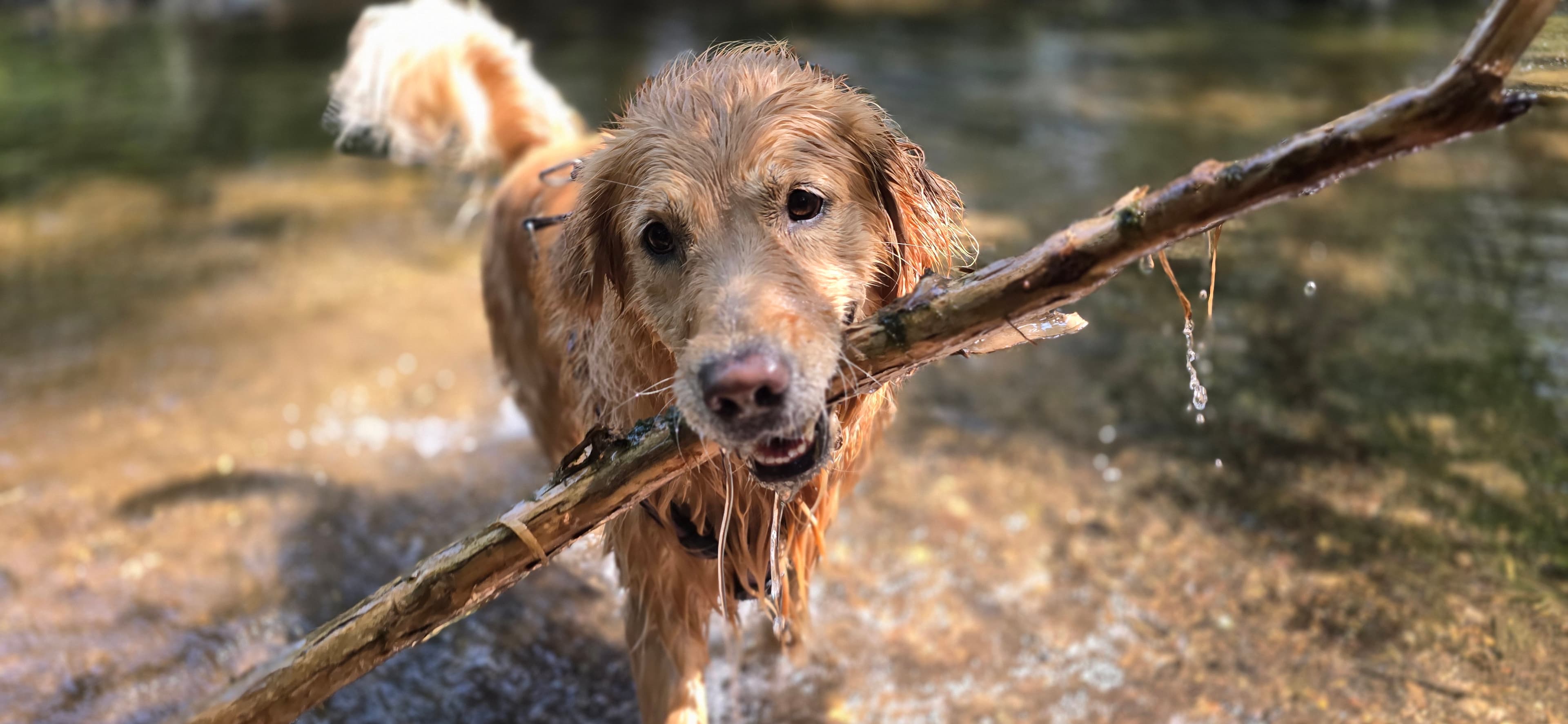 Happy dog carrying a stick in the water