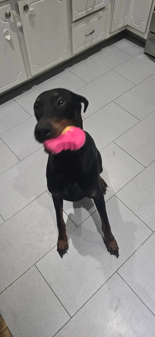 A Doberman at home holding a pink chew toy