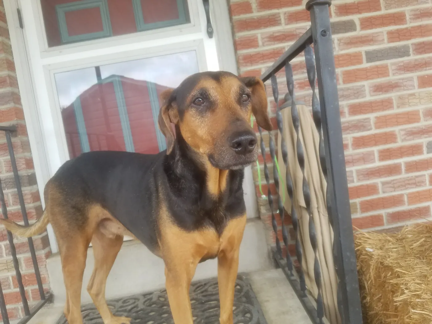 Rocky on the porch, from the Loyal Leash photo gallery