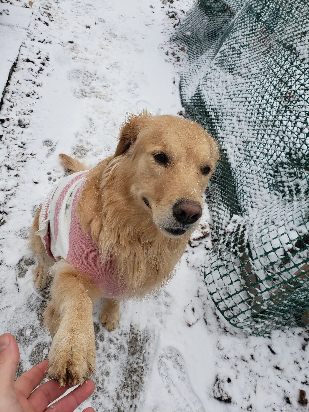 Carly in her winter sweater during a snowy walk