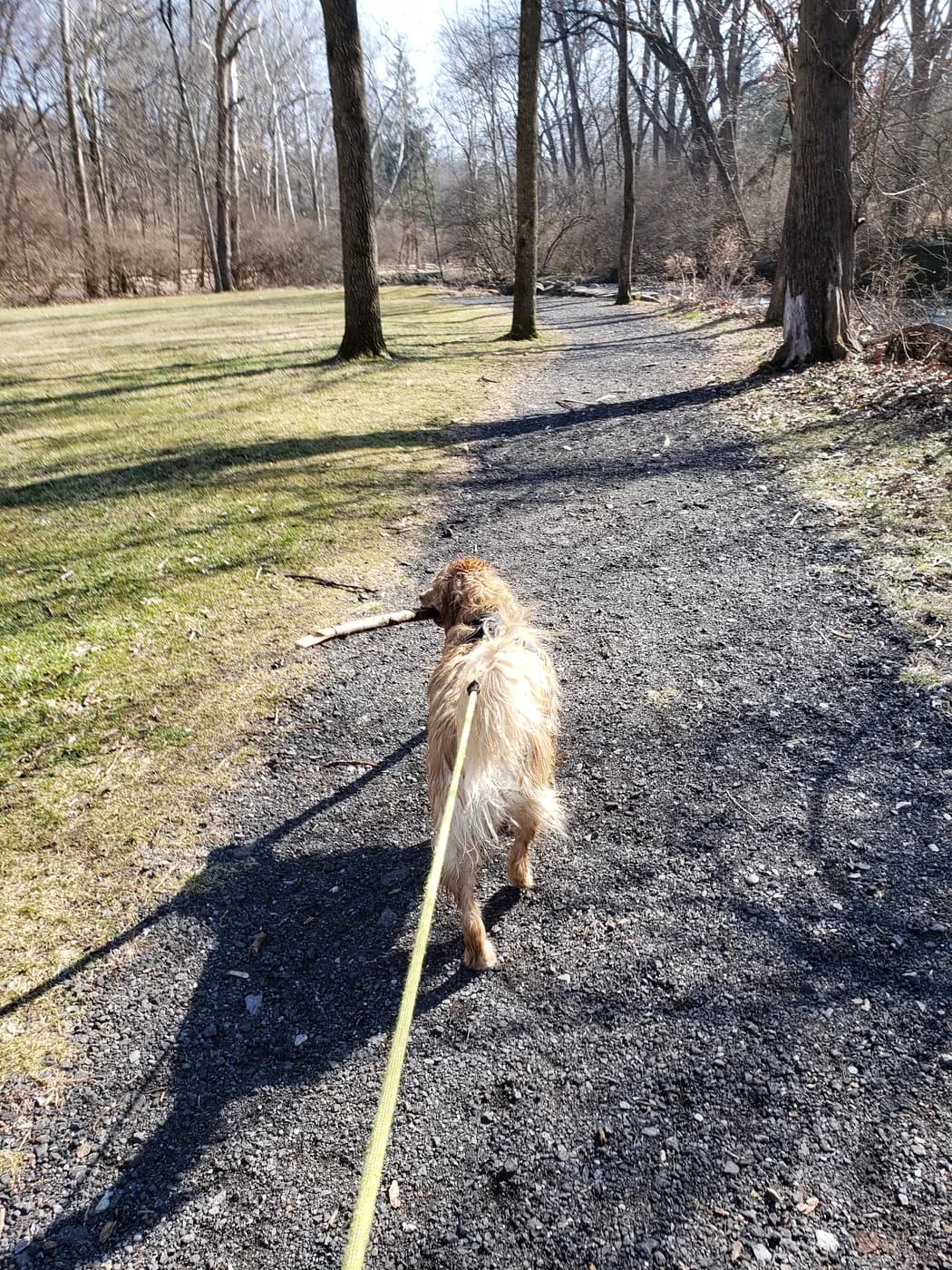Carly exploring a wooded trail on a leash