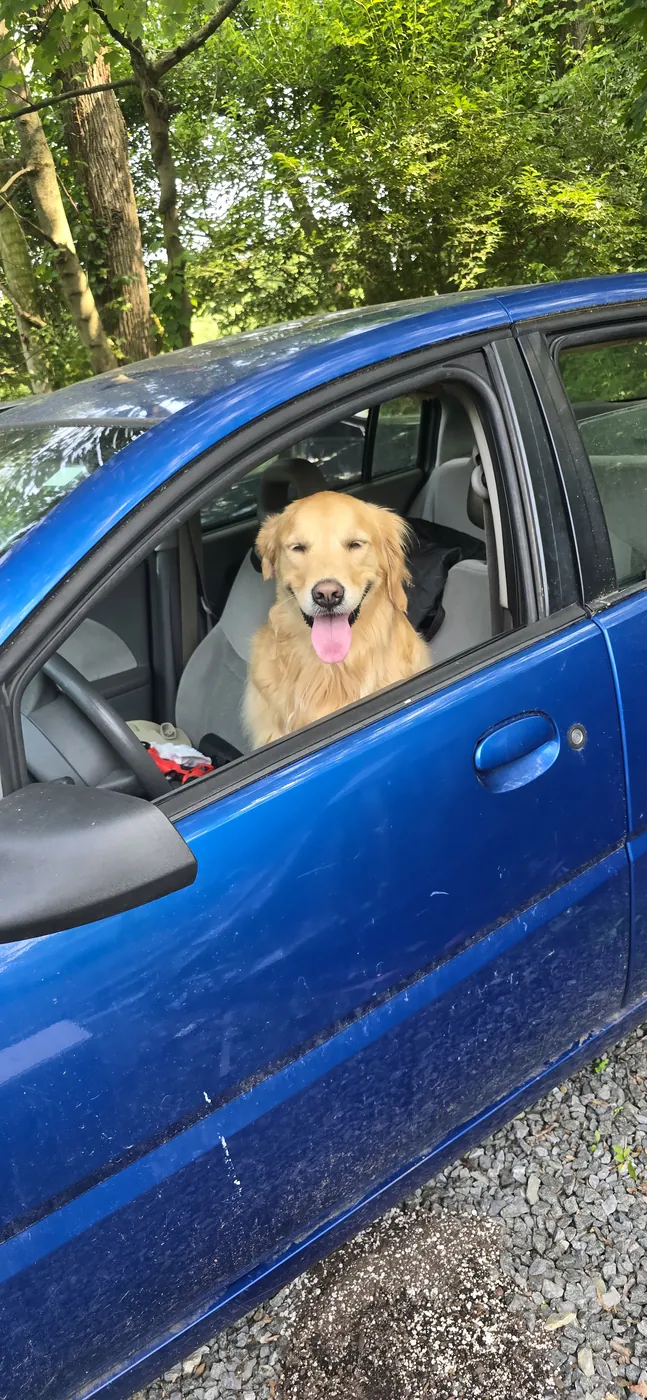 Afternoon exercise walk — happy pup and handler